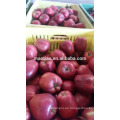 2016 Red Delicious Huaniu Apple